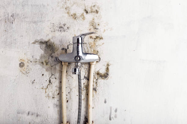 Best Post-Flood Mold Remediation in Woodlawn, MD