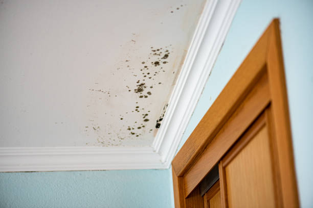 Best Preventive Mold Services in Woodlawn, MD