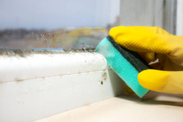 Best Industrial Mold Remediation in Woodlawn, MD
