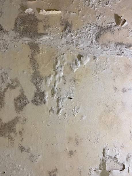 Best Mold Remediation for Schools in Woodlawn, MD