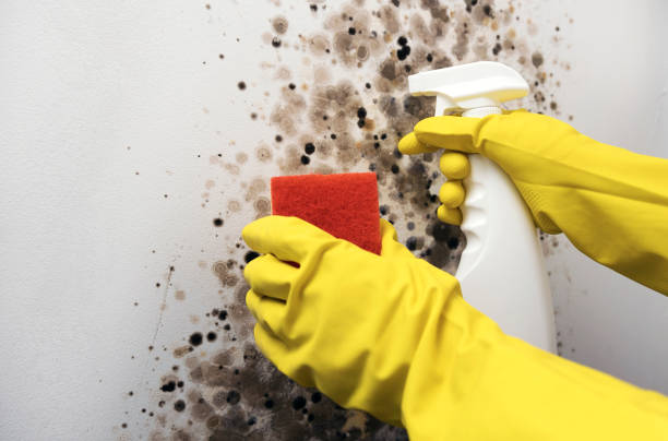 Best DIY Mold Remediation Support Services in Woodlawn, MD
