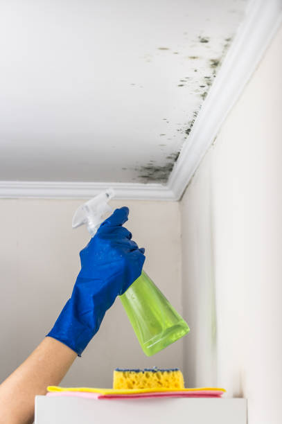Best Bathroom Mold Remediation in Woodlawn, MD